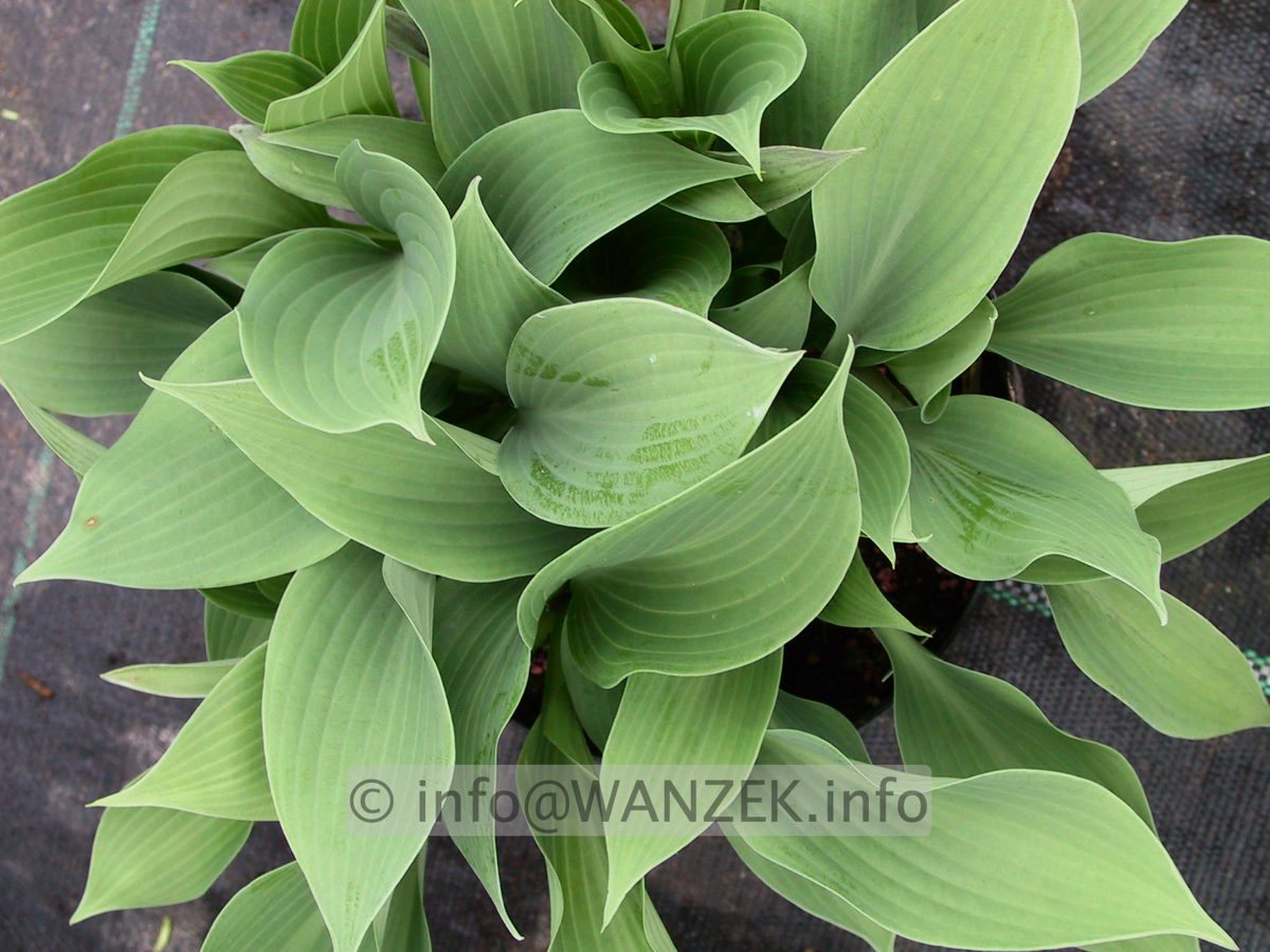 Hosta fortunei Spinners Selection 08.jpg